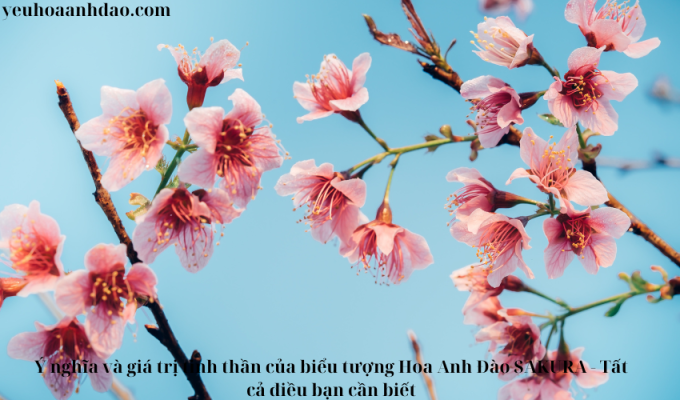 Ý nghĩa và giá trị tinh thần của biểu tượng Hoa Anh Đào SAKURA – Tất cả điều bạn cần biết