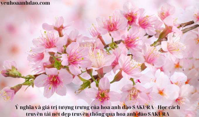 Ý nghĩa và giá trị tượng trưng của hoa anh đào SAKURA – Học cách truyền tải nét đẹp truyền thống qua hoa anh đào SAKURA