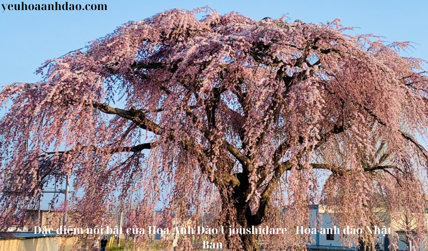 Outstanding features of Ujoushidare Cherry Blossoms - Japanese cherry blossoms