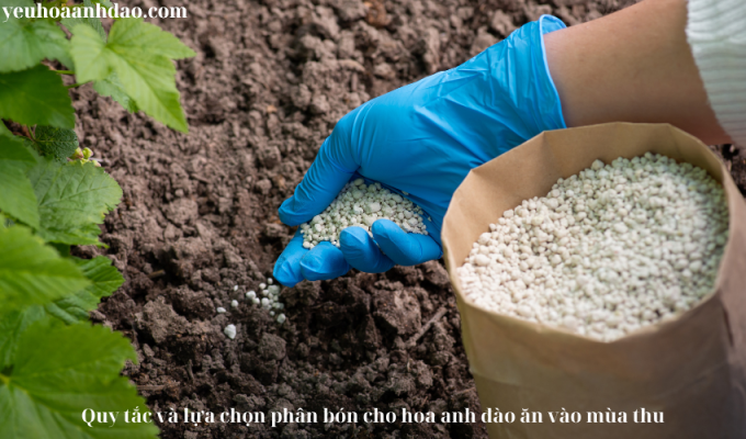 Quy tắc và lựa chọn phân bón cho hoa anh đào vào mùa thu