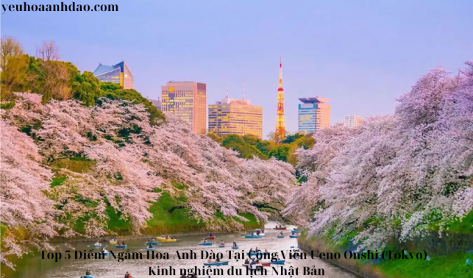 Top 5 Điểm Ngắm Hoa Anh Đào Tại Công Viên Ueno Onshi (Tokyo) – Kinh nghiệm du lịch Nhật Bản