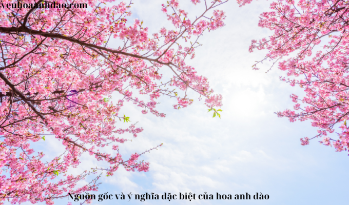 Nguồn gốc và ý nghĩa đặc biệt của hoa anh đào