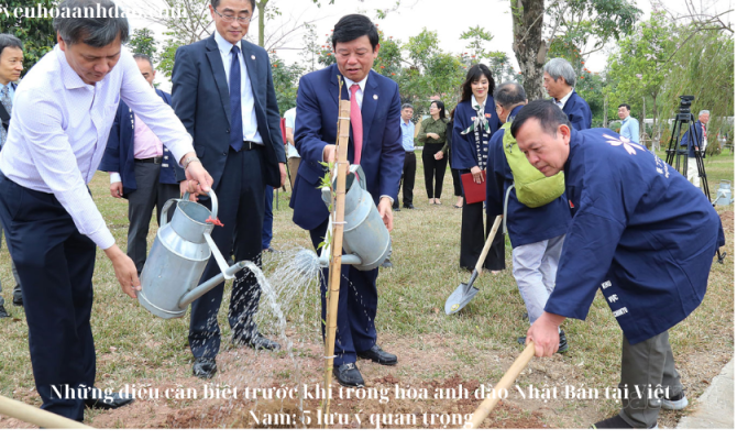 Những điều cần biết trước khi trồng hoa anh đào Nhật Bản tại Việt Nam: 5 lưu ý quan trọng