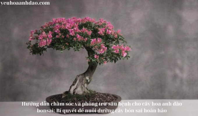 Hướng dẫn chăm sóc và phòng trừ sâu bệnh cho cây hoa anh đào bonsai: Bí quyết để nuôi dưỡng cây bón sai hoàn hảo